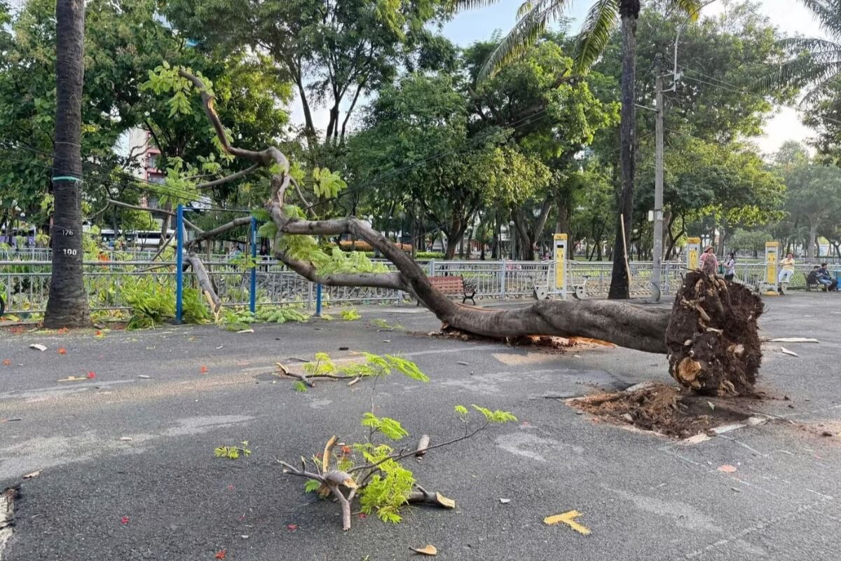 突然の大木倒壊に騒然、ホーチミン中心部で発生した見えない危険