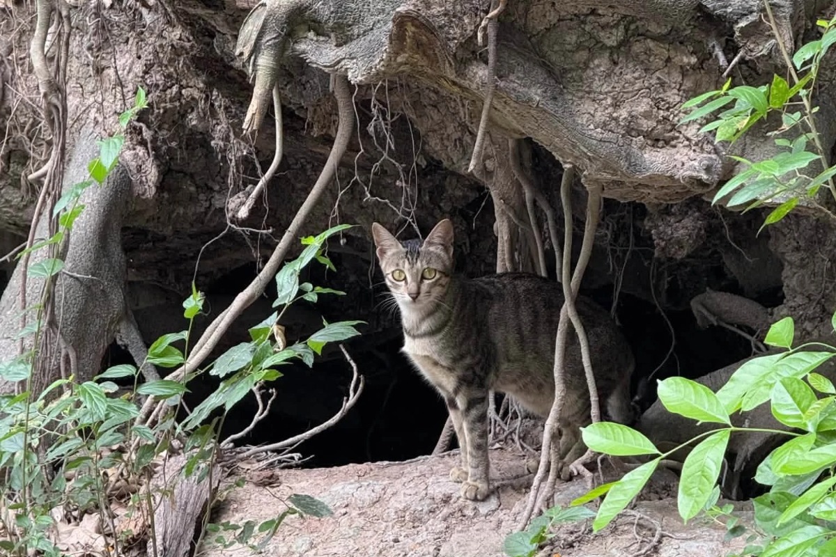 ハノイ統一公園の猫の島、野良猫全頭移送で消滅