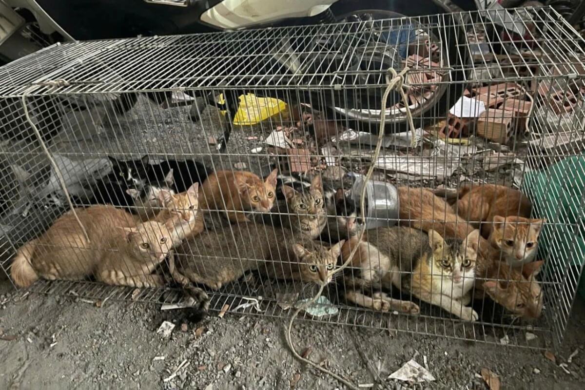 猫連続盗難の衝撃展開、49匹救出と処理済み6匹の現実