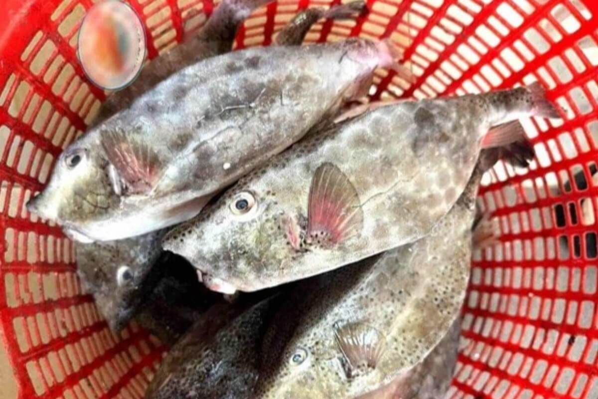 ニャチャンの飲食店に高額請求疑惑、結論は白も違反で罰金