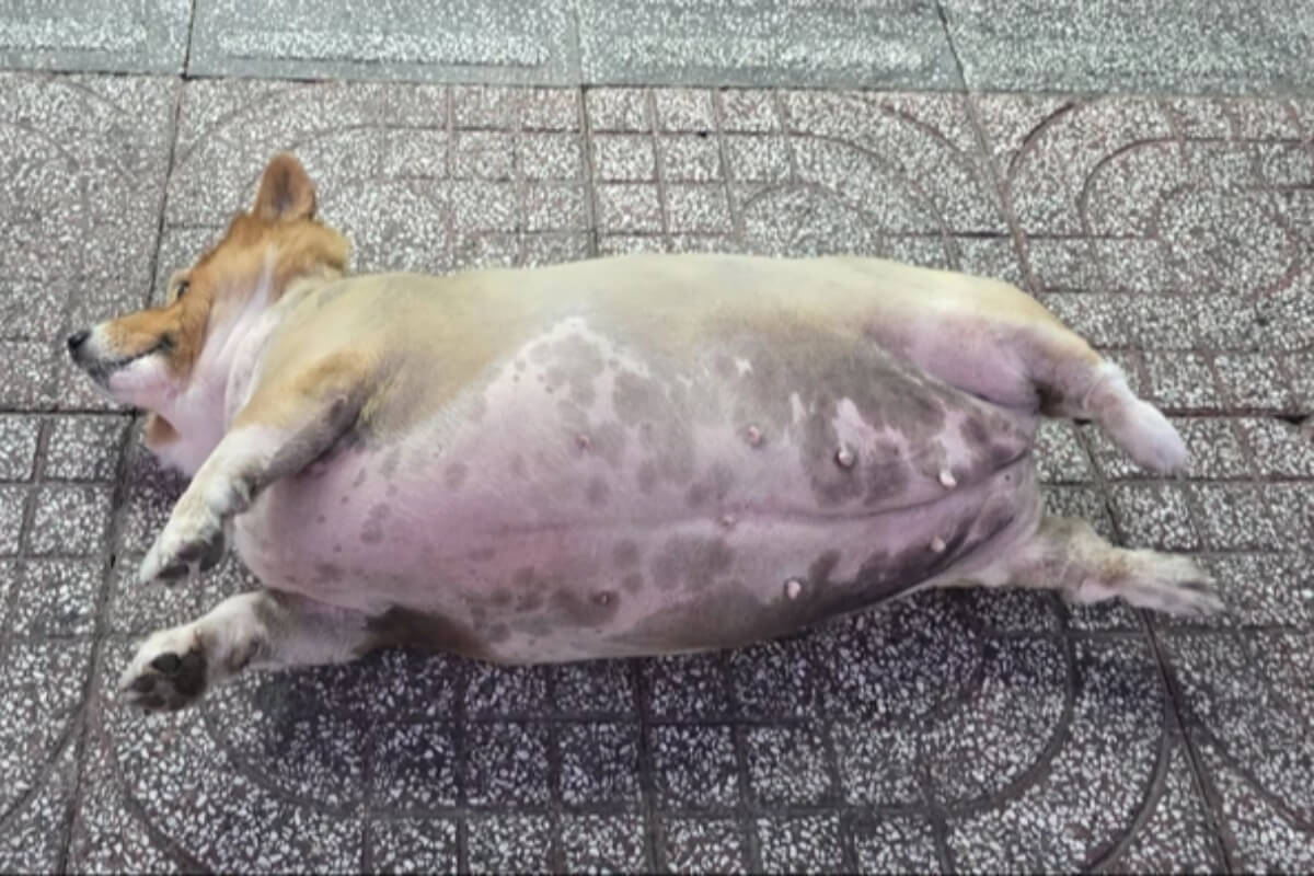 犬が寝る店はうまい？ホーチミン麺店がSNSで話題