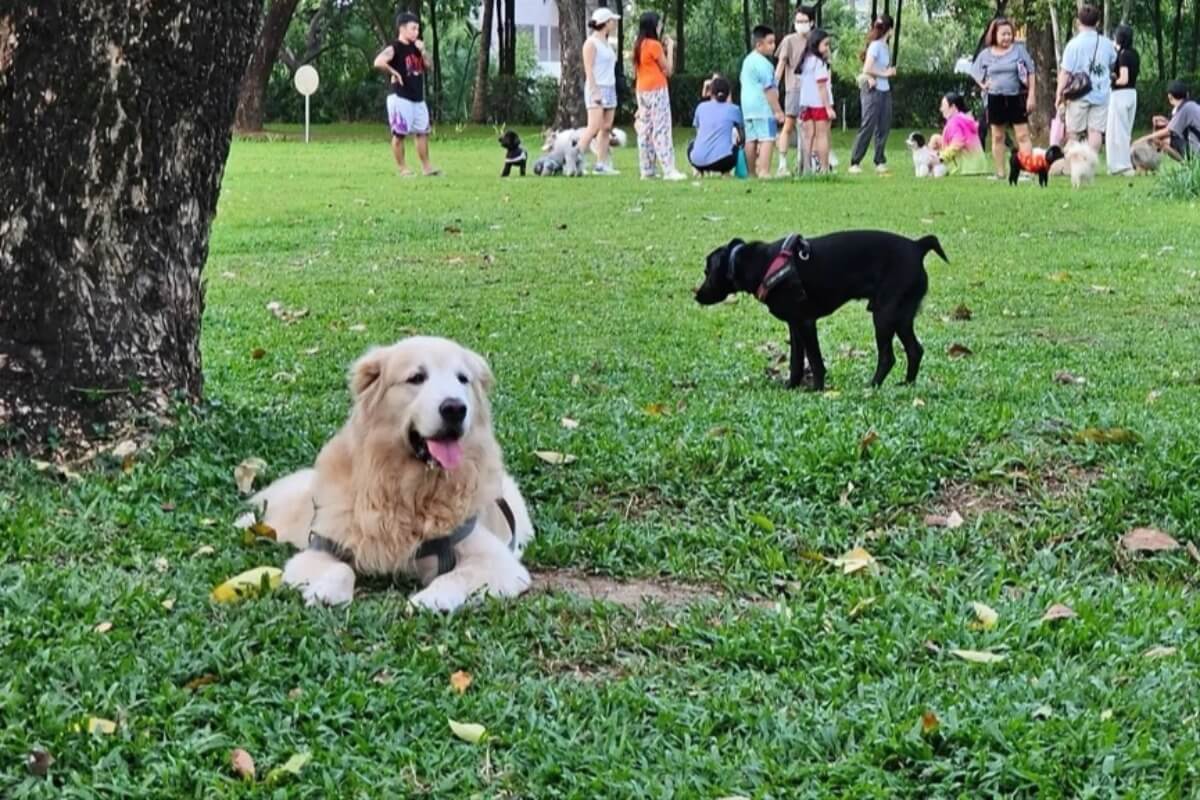 大型犬もノーリード、公園の安全揺らぐ中で罰則強化へ