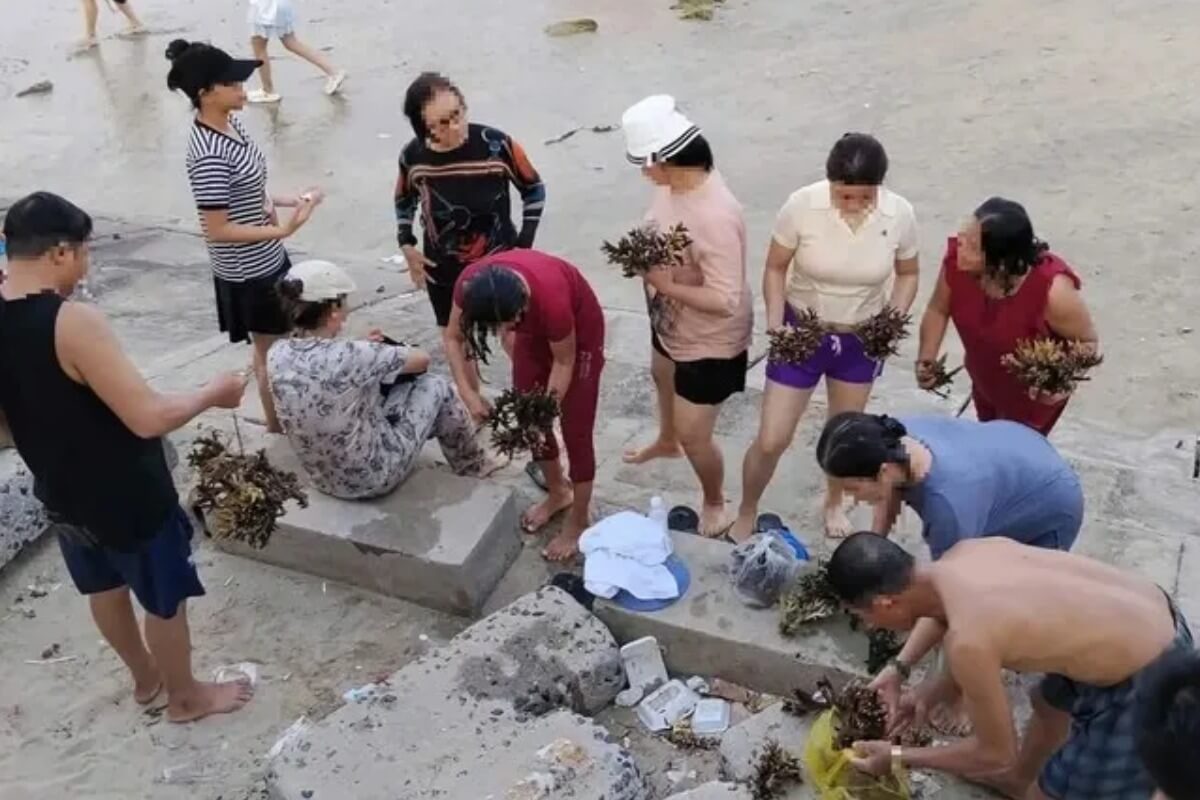 ニャチャンで土産用にサンゴを折る、観光客2人に計5000万ドンの罰金