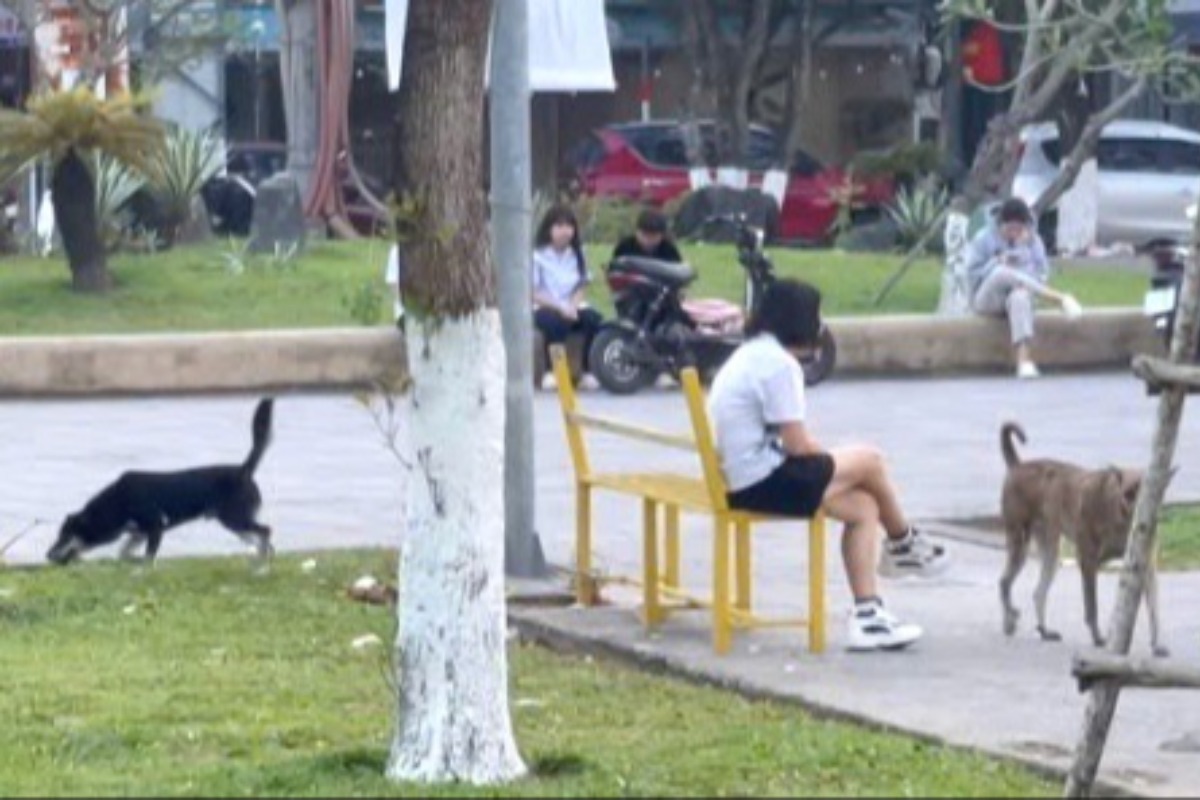 放し飼いは罰金対象に、ダナン市が犬猫捕獲を本格化