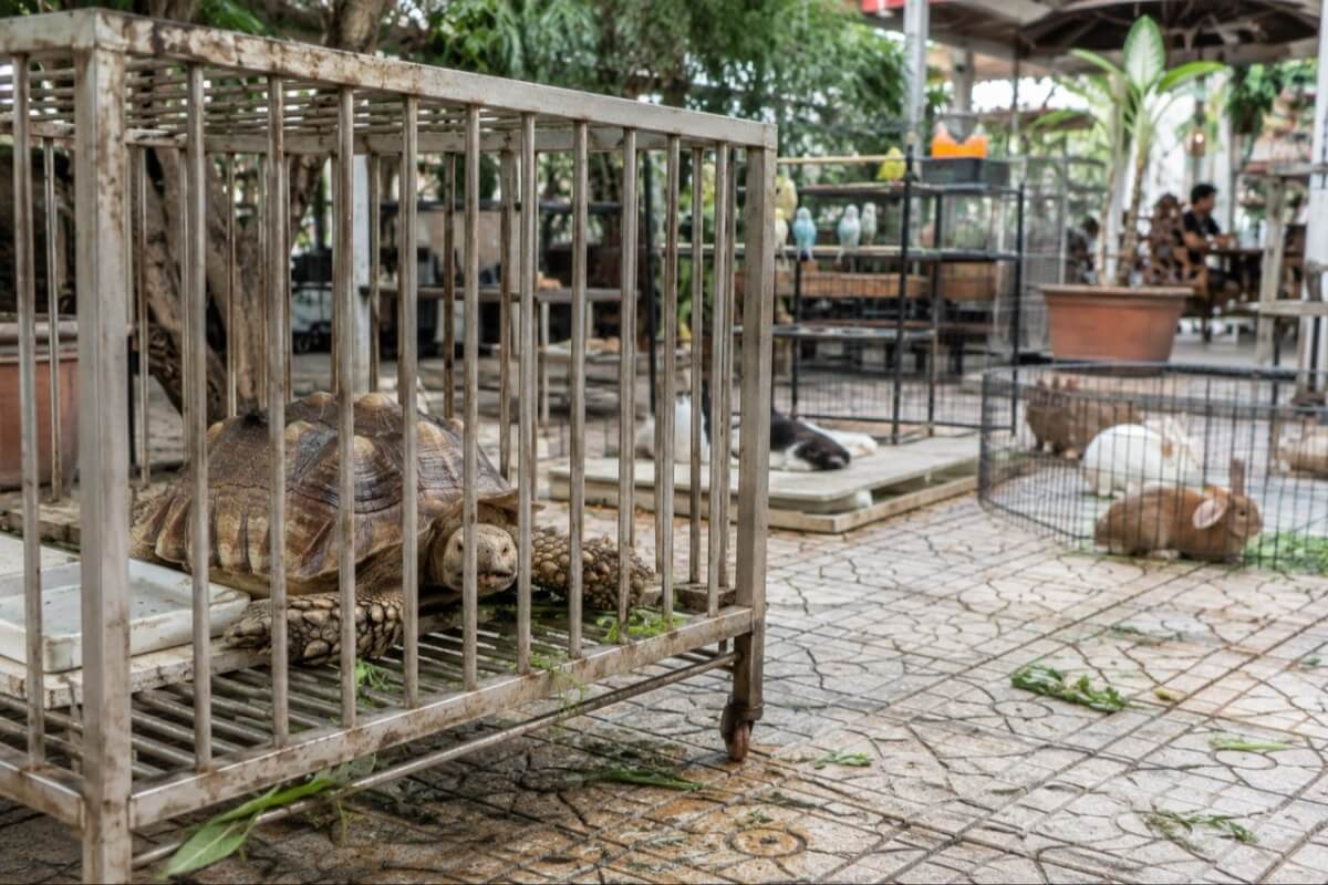 ホーチミンの動物カフェに批判殺到、衛生・飼育環境への懸念で来店客7割減