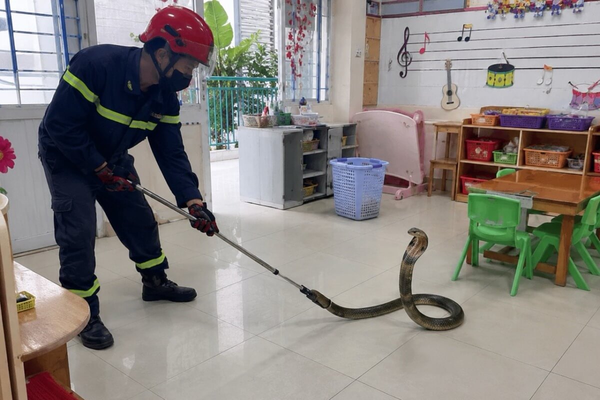 窓からキングコブラが教室へ、園児18人を緊急避難 ホーチミン市で騒然