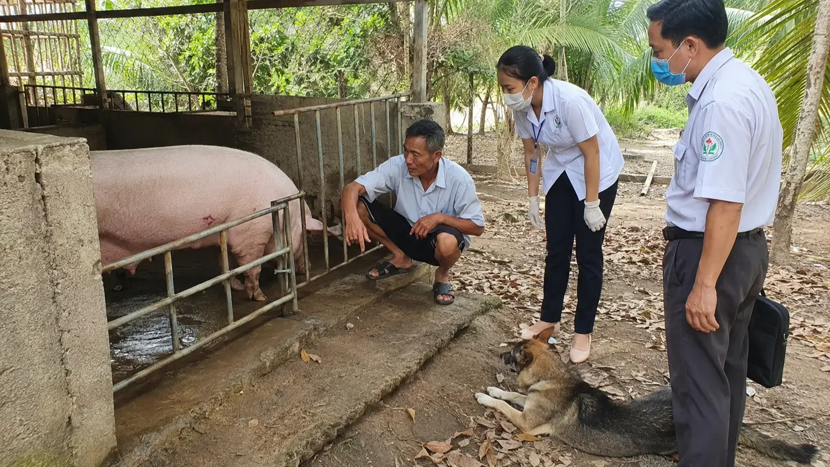 野良犬が繁殖用雌豚を襲撃、狂犬病感染判明で266kg超の豚を殺処分