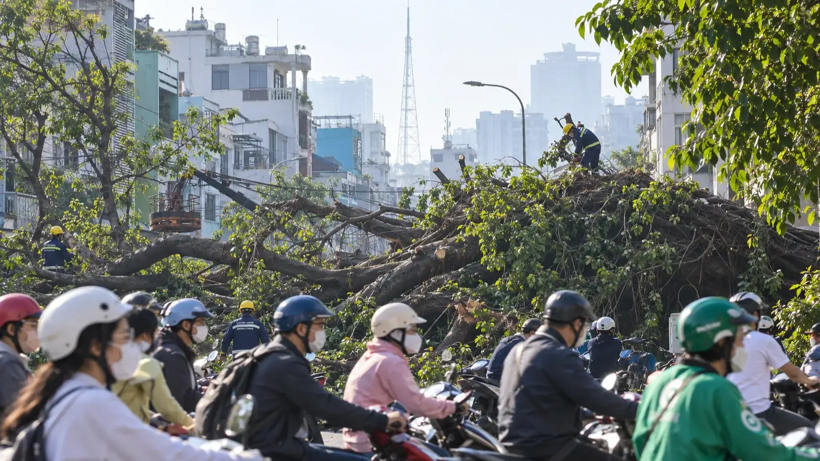 ホーチミン市中心部で巨木倒壊、主要道路が広範囲で渋滞