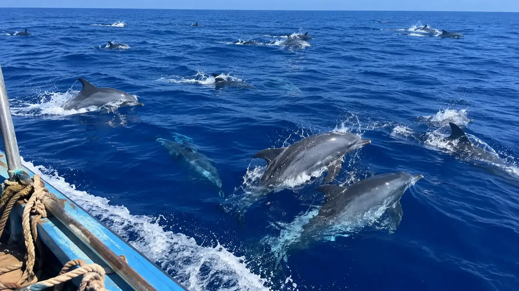 フークイ島沖にイルカ約1000頭の大群、30年間漁を続ける男性も驚き