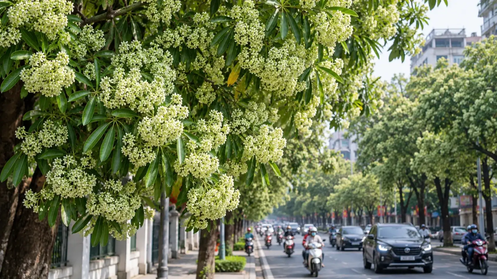 ハノイ市、街路樹「ホアスア」の強い香りに住民苦悩、一部移植を検討