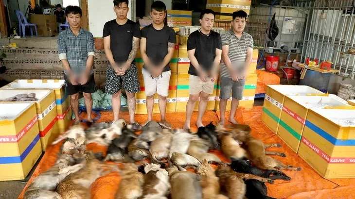 ホーチミン市で犬の窃盗・食肉販売組織11人を摘発、一晩で21匹盗む