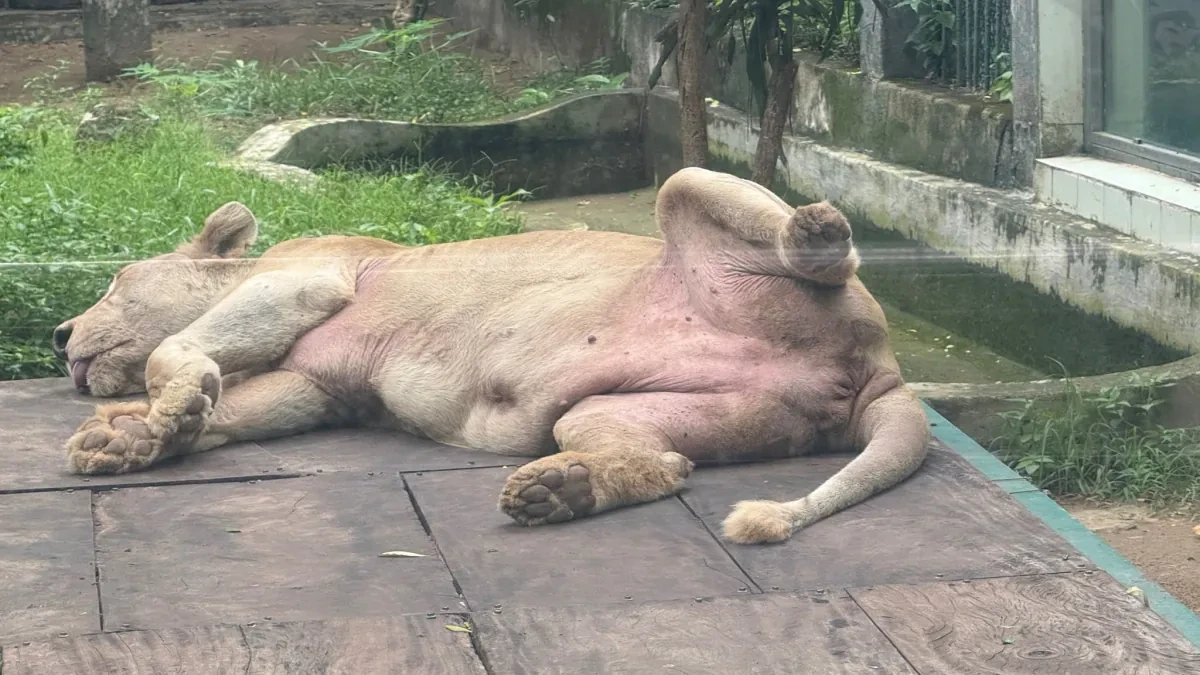 ホーチミン市のサイゴン動植物園、最後のホワイトライオン「ミミ」が18歳で死ぬ